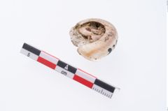 Foto von Schneckengehäuse (NHMW-PRAE-002299b)